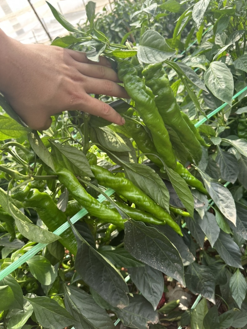 螺丝椒~龙椒全螺湛江新苗大量现货，电商货市场货应有尽有