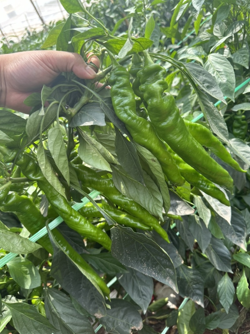 螺丝椒~龙椒全螺湛江新苗大量现货，电商货市场货应有尽有