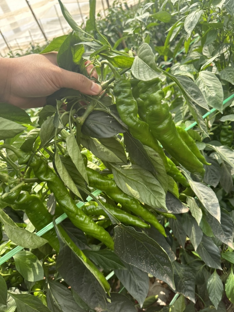 螺丝椒~龙椒全螺湛江新苗大量现货，电商货市场货应有尽有
