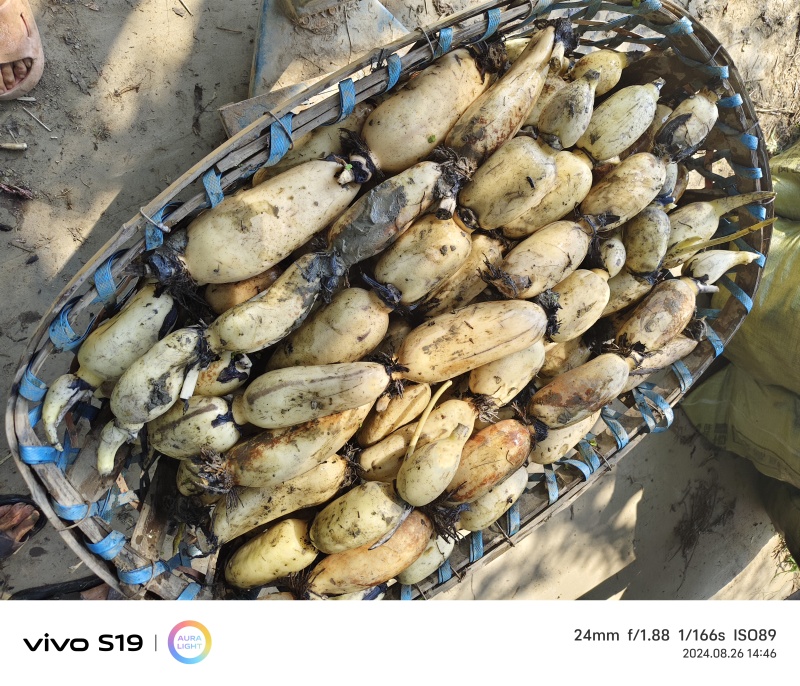 阜南精品莲藕手货源，诚信经营货源充足可以视频看货