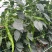 螺丝椒~龙椒全螺湛江新苗大量现货，电商货市场货应有尽有