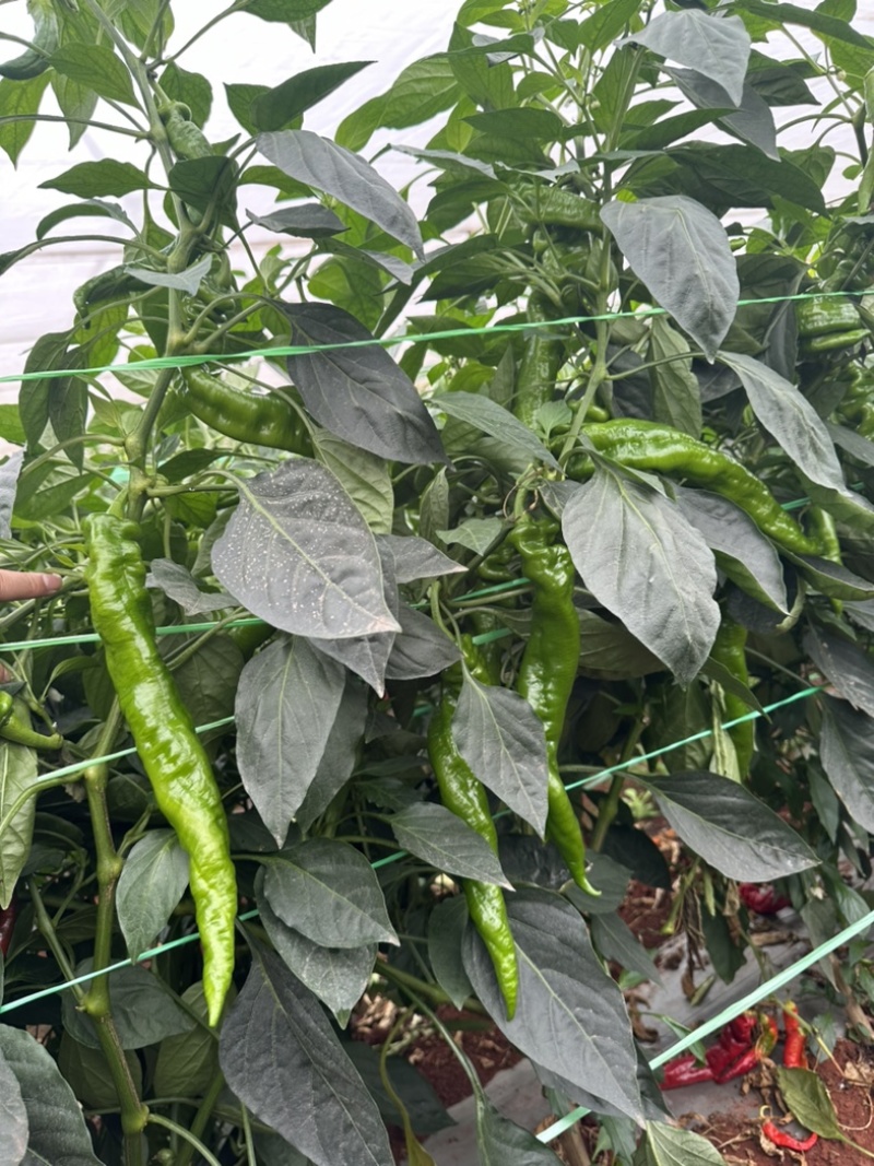 螺丝椒~龙椒全螺湛江新苗大量现货，电商货市场货应有尽有