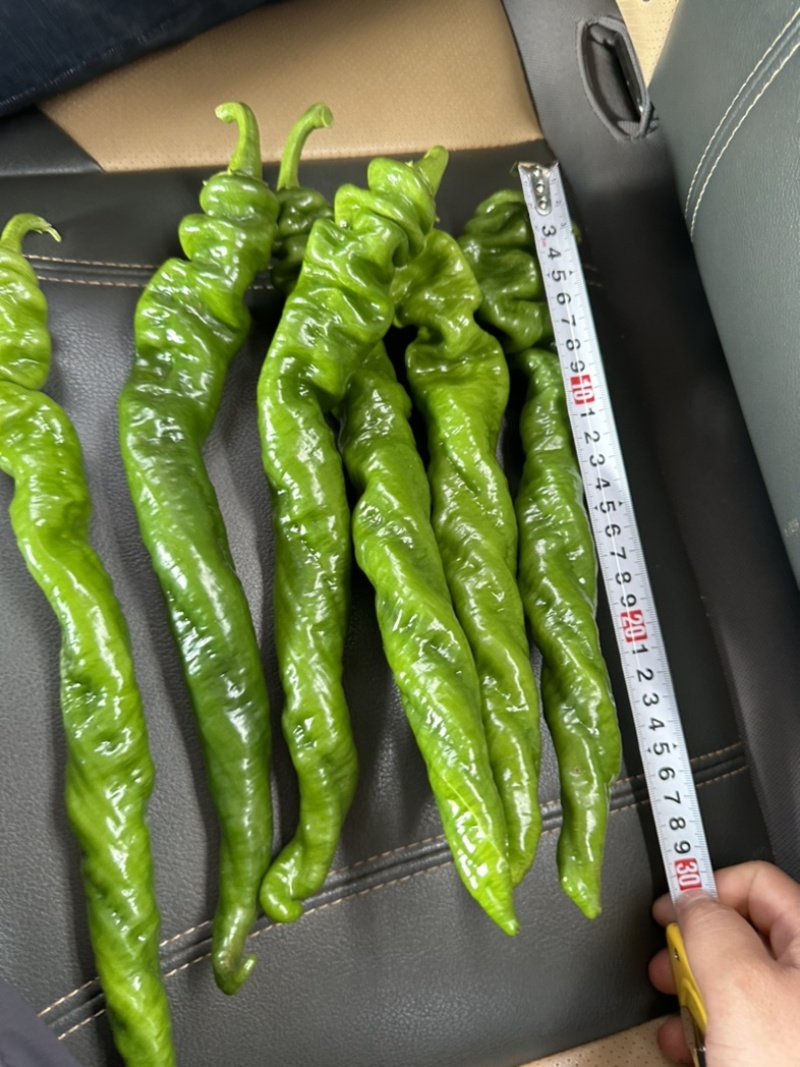 螺丝椒~龙椒全螺湛江新苗大量现货，电商货市场货应有尽有