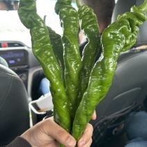 螺丝椒~龙椒全螺湛江新苗大量现货，电商货市场货应有尽有