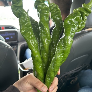 螺丝椒~龙椒全螺湛江新苗大量现货，电商货市场货应有尽有