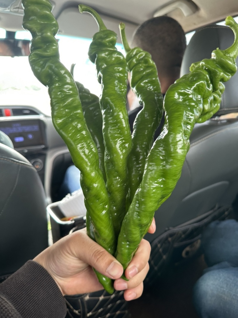 螺丝椒~龙椒全螺湛江新苗大量现货，电商货市场货应有尽有