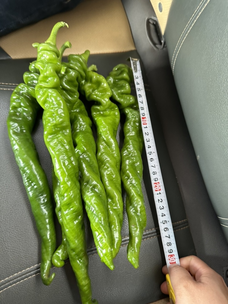 螺丝椒~龙椒全螺湛江新苗大量现货，电商货市场货应有尽有