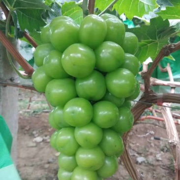 蓬莱阳光玫瑰