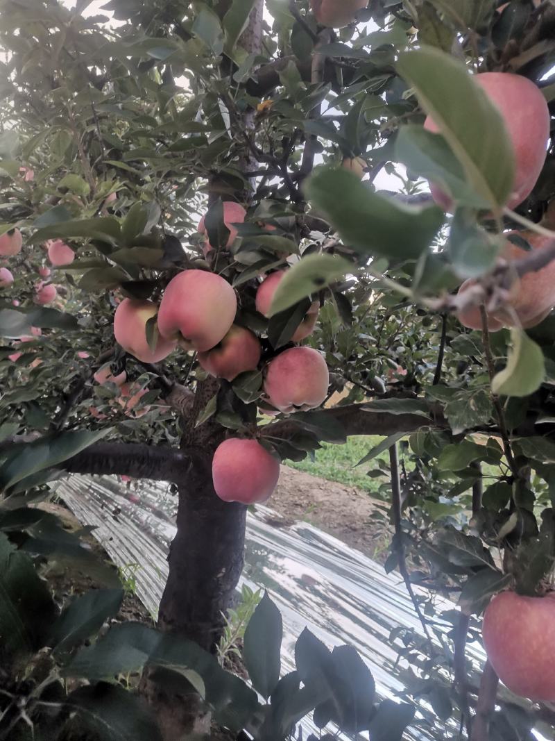 红星苹果