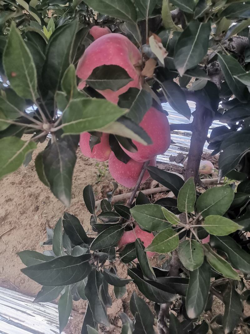 红星苹果