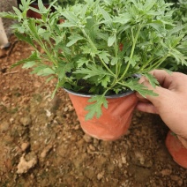 国庆菊，10月1日花，有红色，黄色，玫红色，