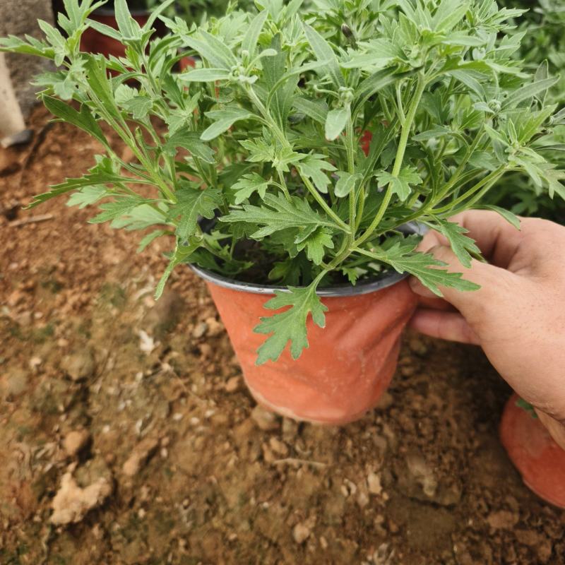 国庆菊，10月1日花，有红色，黄色，玫红色，