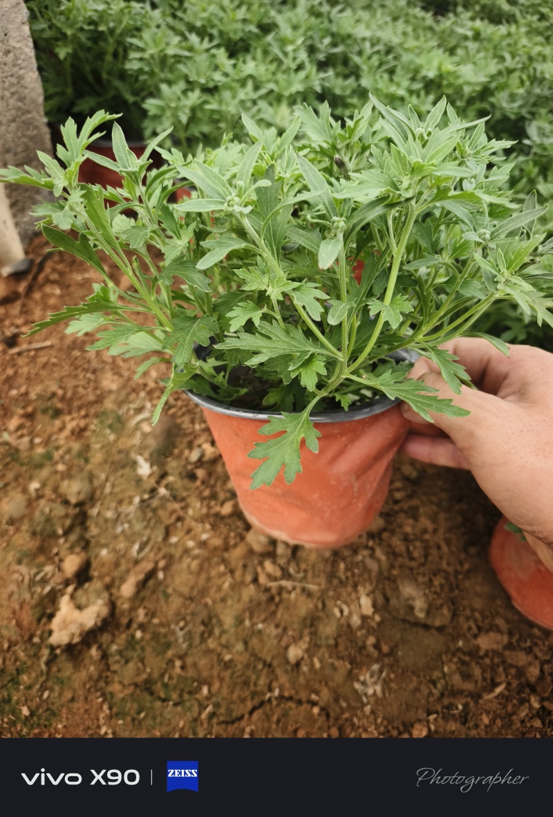 国庆菊，10月1日花，有红色，黄色，玫红色，