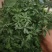 国庆菊，10月1日花，有红色，黄色，玫红色，