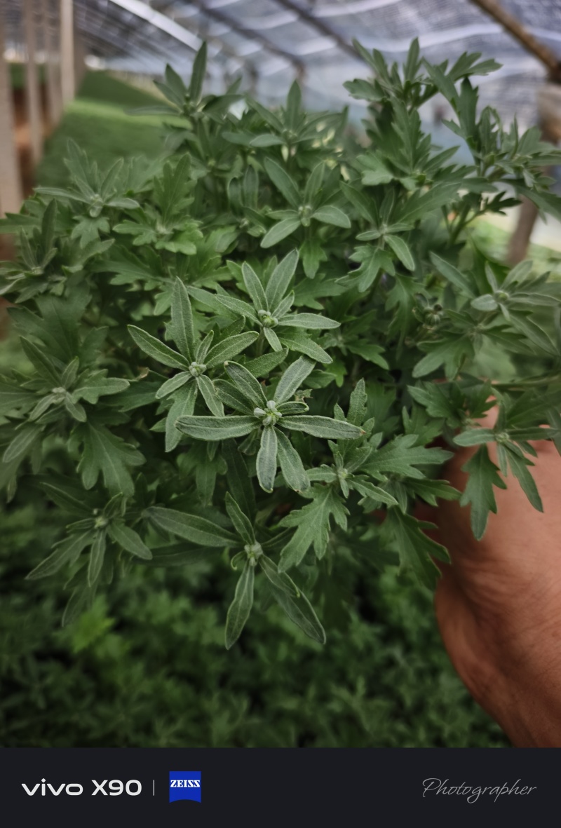 国庆菊，10月1日花，有红色，黄色，玫红色，