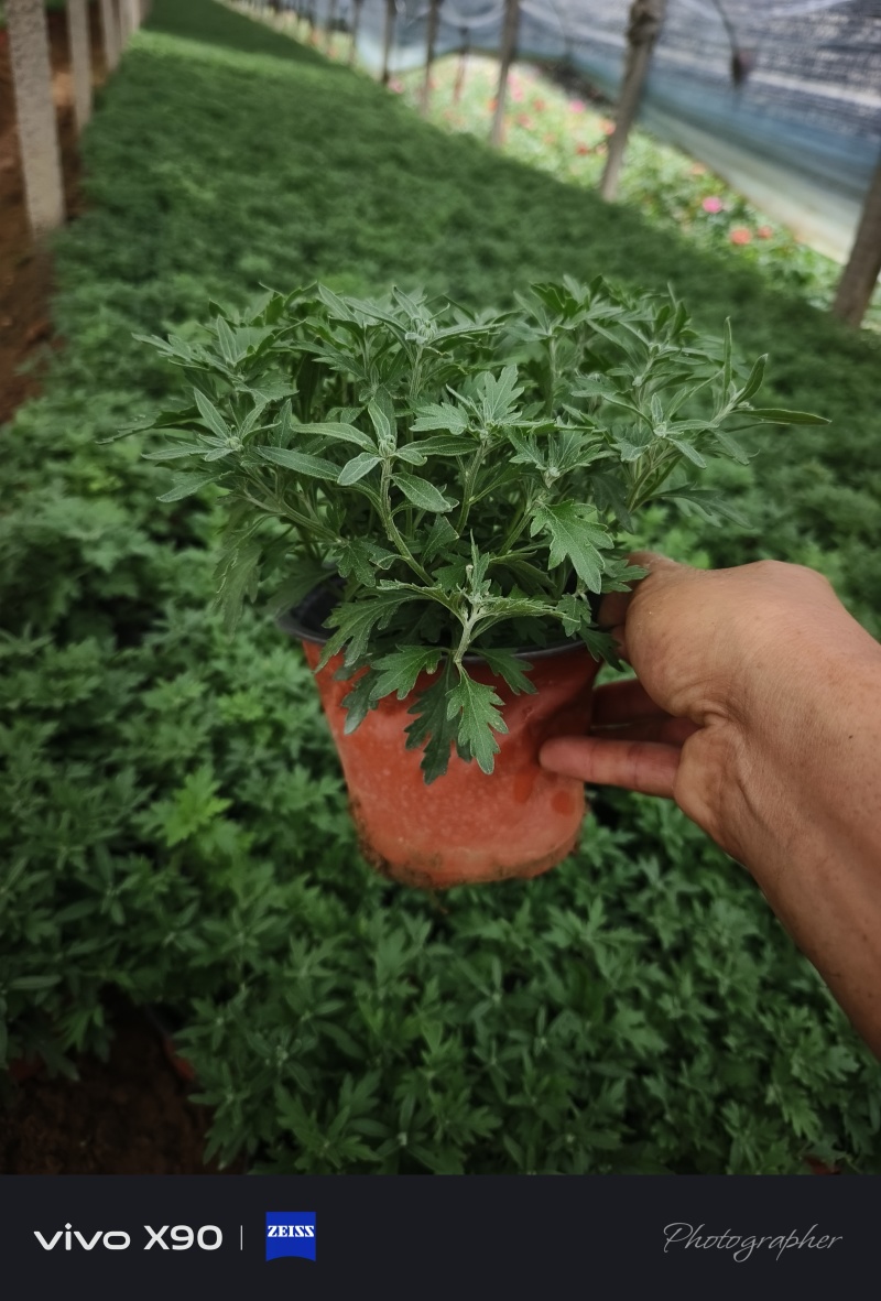 国庆菊，10月1日花，有红色，黄色，玫红色，