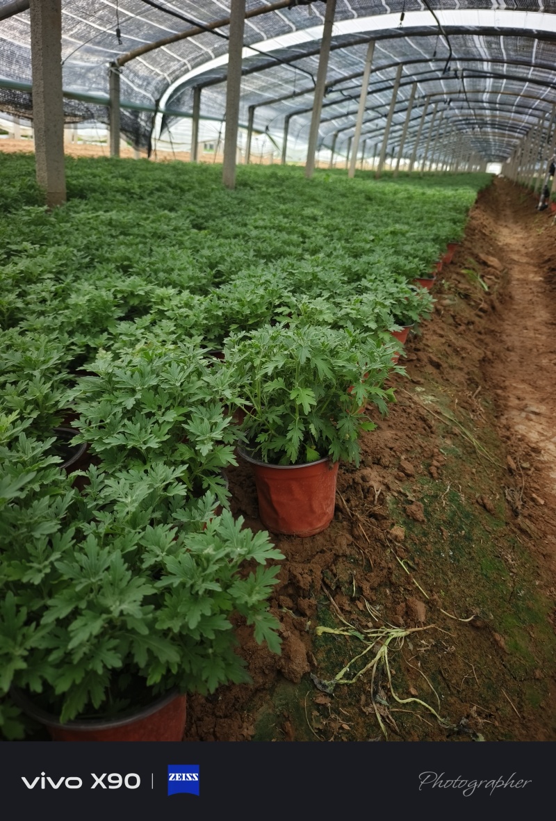 国庆菊，10月1日花，有红色，黄色，玫红色，