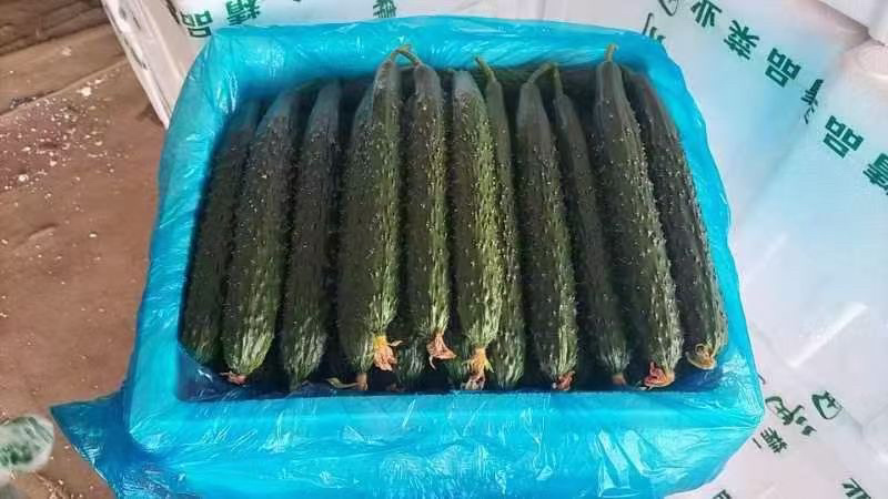 精品黄瓜大量上市，市场直发，电商供货，超市直接供应。