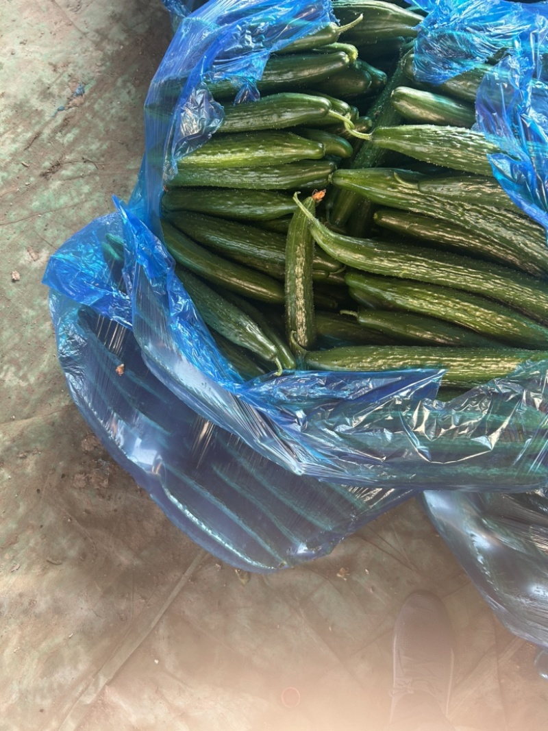 精品黄瓜大量上市，市场直发，电商供货，超市直接供应。