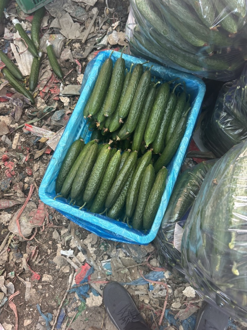 精品黄瓜大量上市，市场直发，电商供货，超市直接供应。