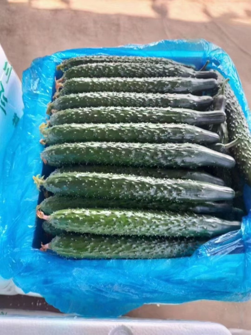 精品黄瓜大量上市，市场直发，电商供货，超市直接供应。
