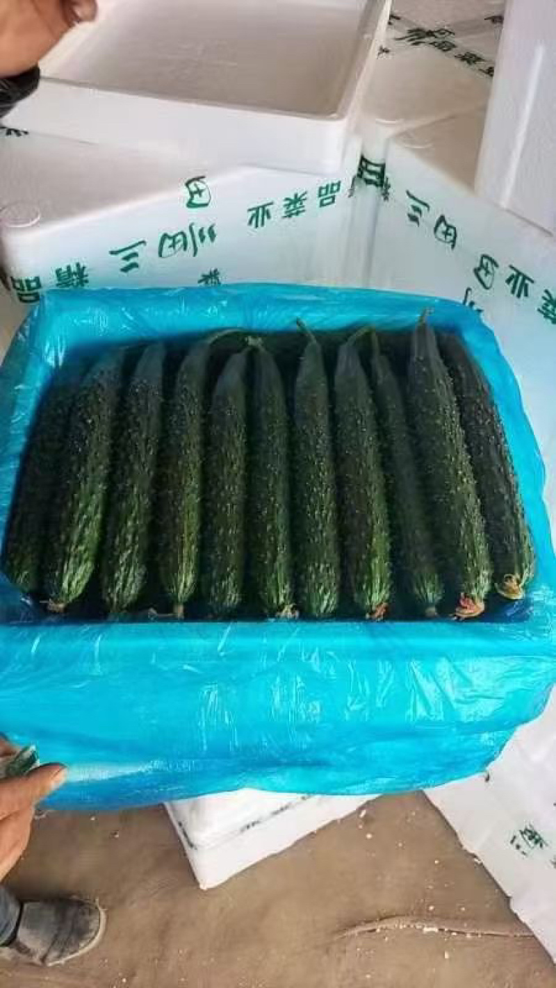精品黄瓜大量上市，市场直发，电商供货，超市直接供应。
