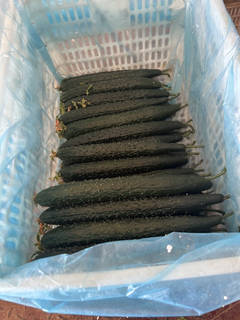 精品黄瓜大量上市，市场直发，电商供货，超市直接供应。