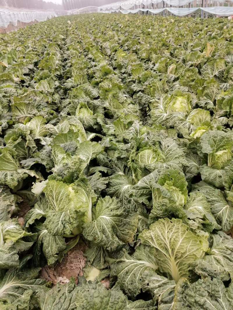 白菜大白菜下锅就熟开锅就烂的大白菜