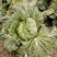 白菜大白菜下锅就熟开锅就烂的大白菜