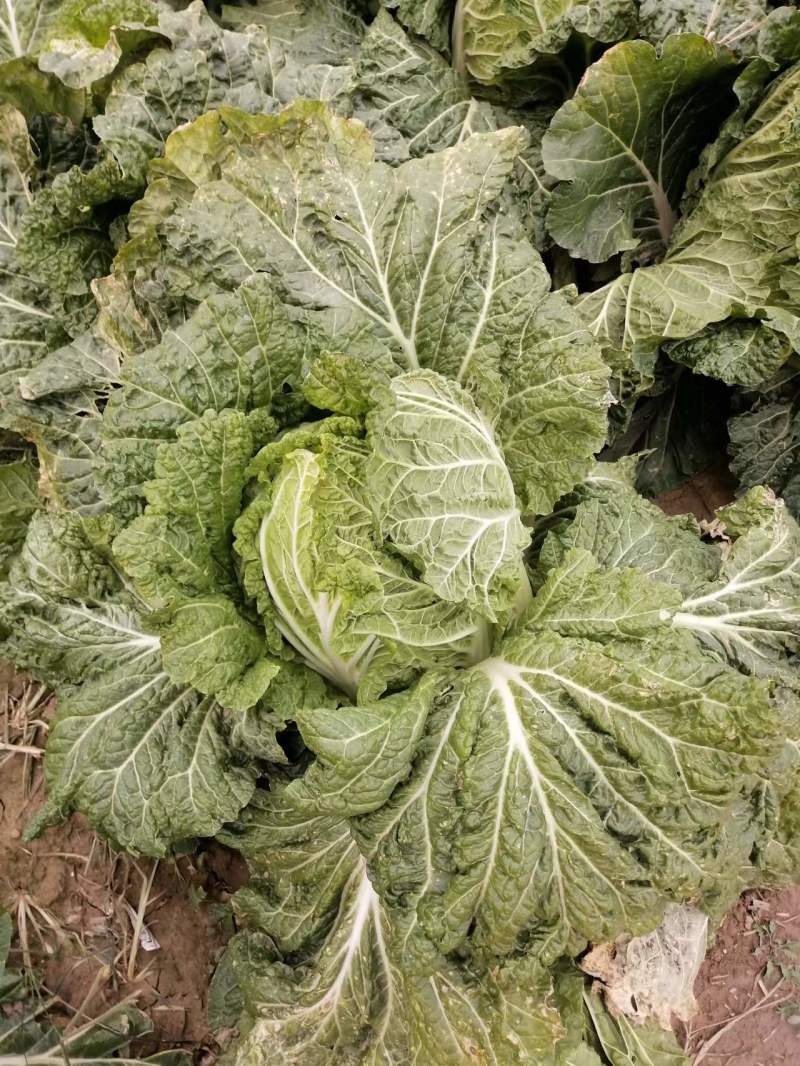 白菜大白菜下锅就熟开锅就烂的大白菜