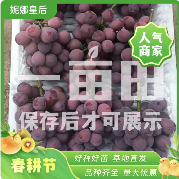 山西妮娜皇后葡萄即将上市，欢迎老板前来采购，产地直供