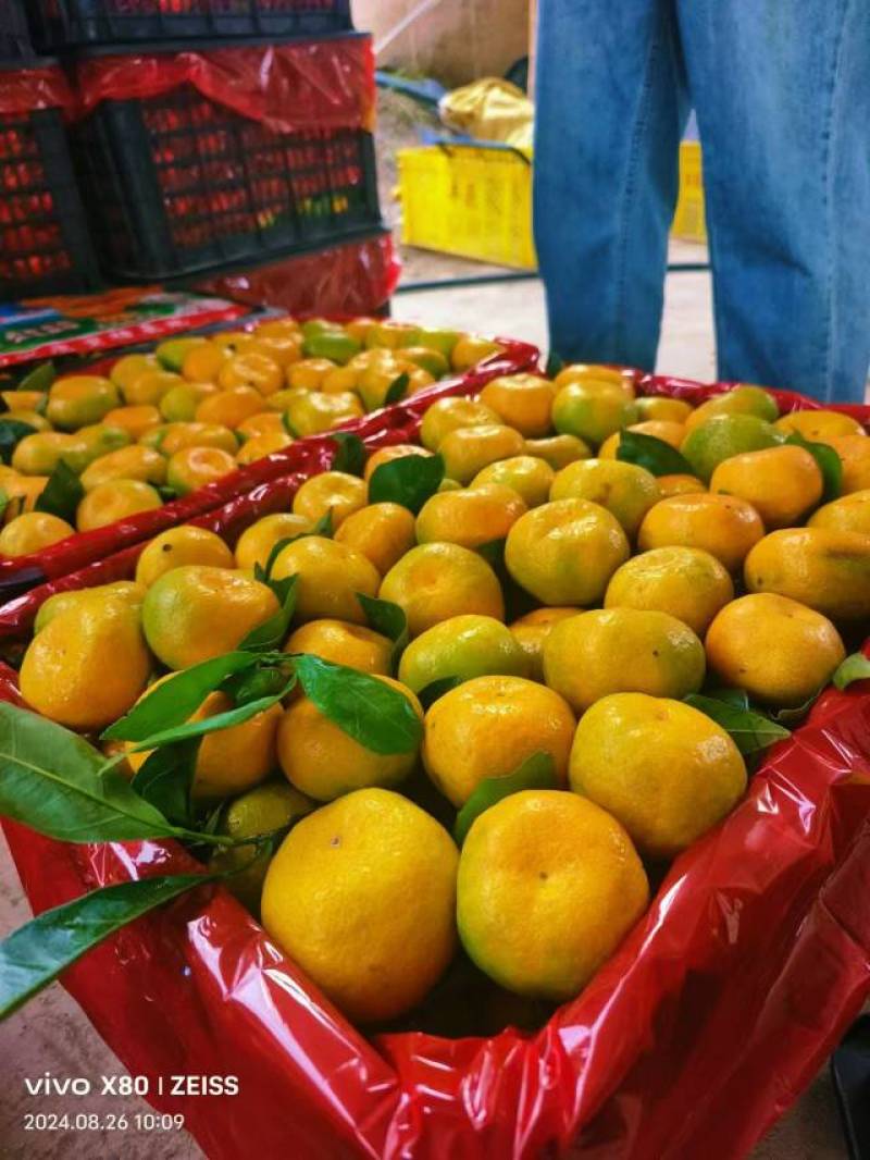 湖北高山蜜桔大量上市中，一手货源充足量大从优