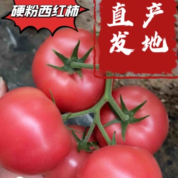 硬粉西红柿，万亩产地直发，可对接各大平台商超，市场档口
