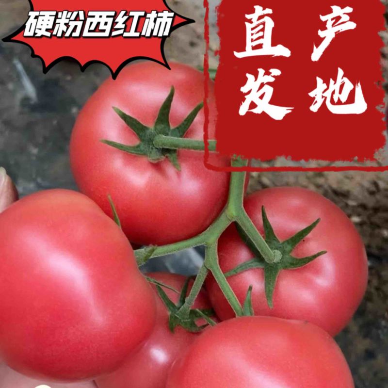 硬粉西红柿，万亩产地直发，可对接各大平台商超，市场档口