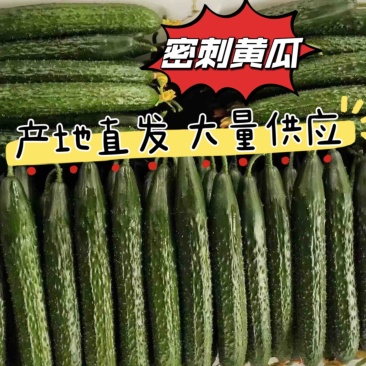 蜜刺黄瓜🥒黄瓜万亩黄瓜产地直发，可对接各大平台商超，