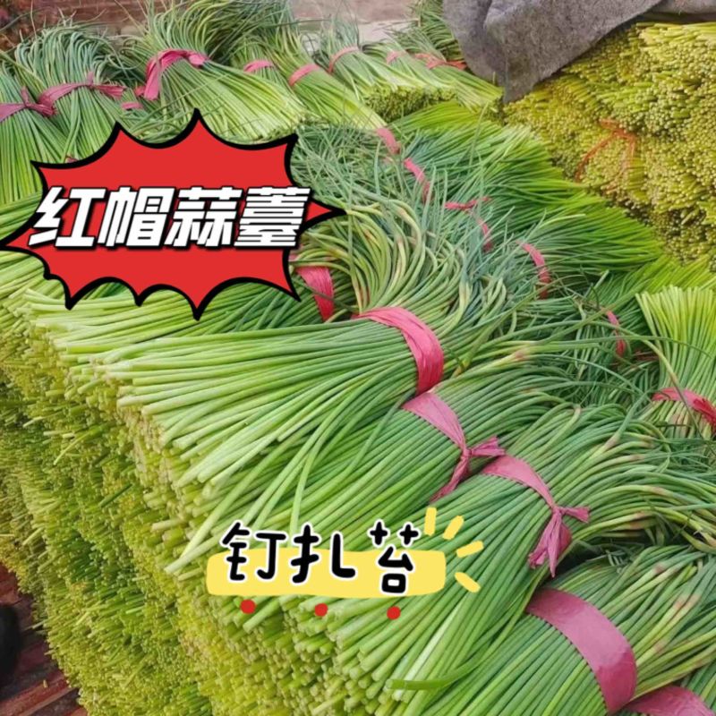 蒜苔红帽蒜薹聊城钉扎蒜苔可对接各大电商平台
