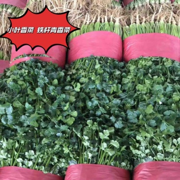 香菜铁杆青香菜精品小叶香菜25~30厘米代发全国