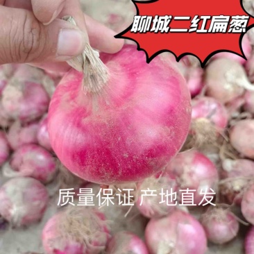 洋葱二红洋葱产地直发价格便宜可对接商超