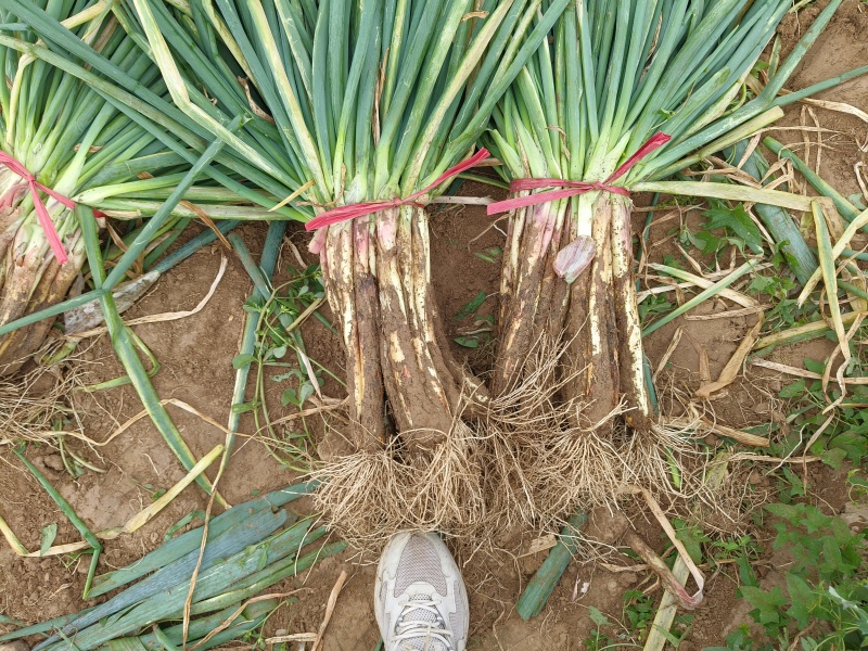 【热卖】甘肃红葱，杆子粗味道浓品质保证欢迎视频看货来电选