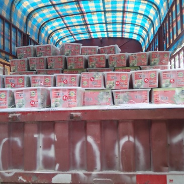 茂县红脆李大量上市了有需要的联系我