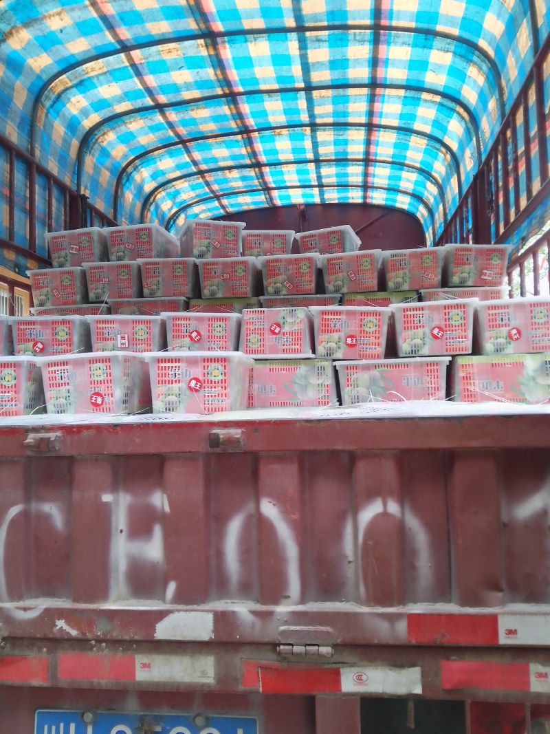 茂县红脆李大量上市了有需要的联系我