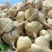 豆薯，凉薯，地瓜，现采现发，脆甜可囗大量供应