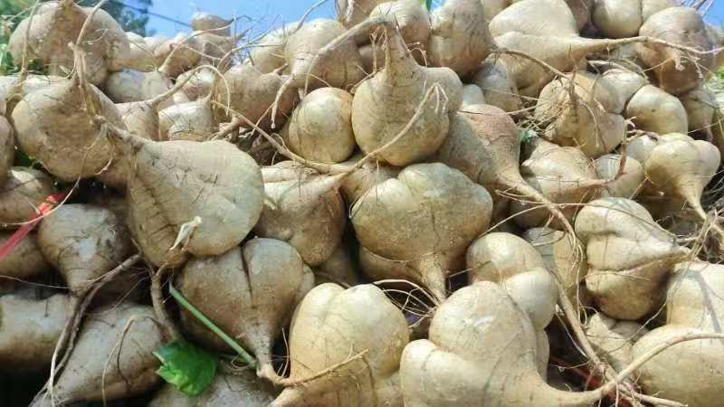 豆薯，凉薯，地瓜，现采现发，脆甜可囗大量供应