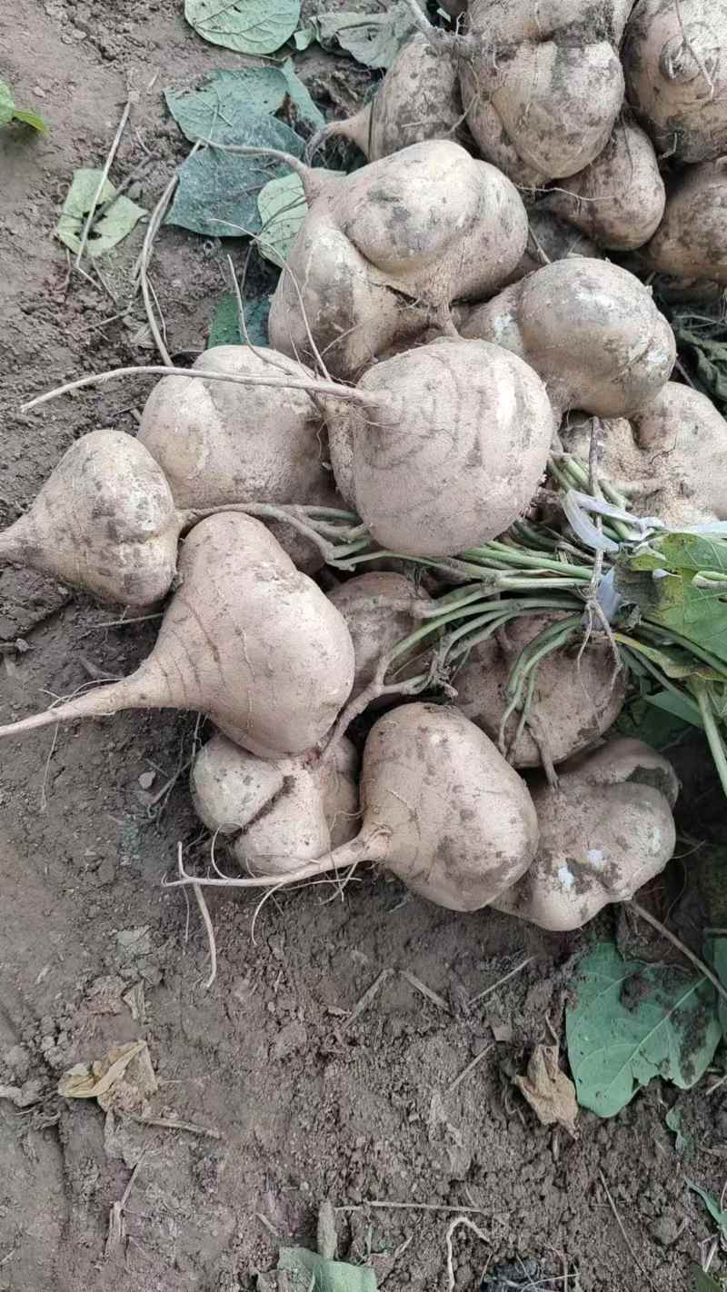 豆薯，凉薯，地瓜，现采现发，脆甜可囗大量供应