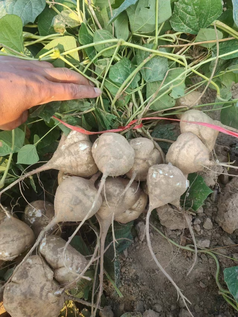 豆薯，凉薯，地瓜，现采现发，脆甜可囗大量供应