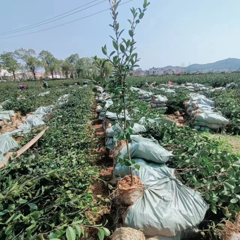 嫁接油茶营养小杯苗大杯苗挂果早出油率高坏苗包赔量大优惠