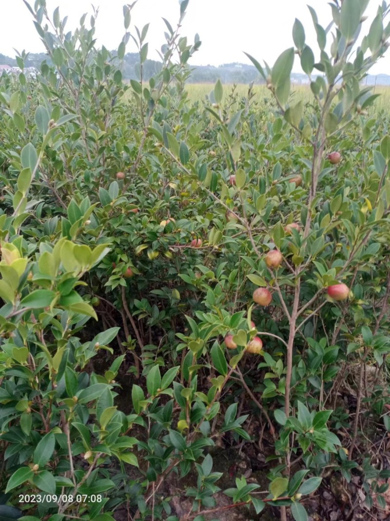 嫁接油茶营养小杯苗大杯苗挂果早出油率高坏苗包赔量大优惠