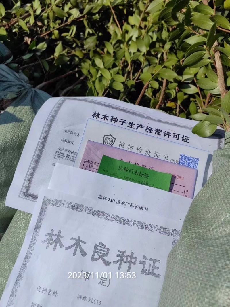 嫁接油茶营养小杯苗大杯苗挂果早出油率高坏苗包赔量大优惠