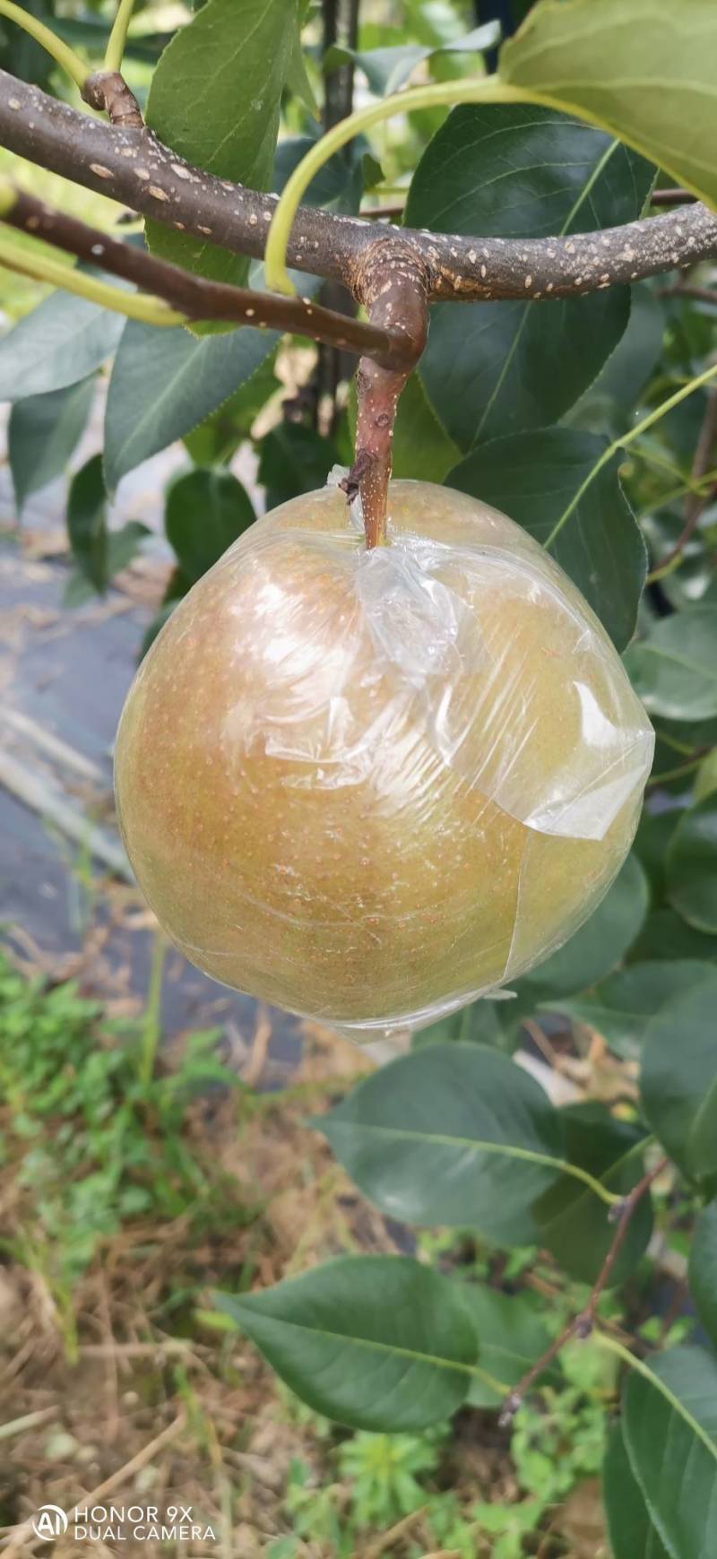 玉露香梨