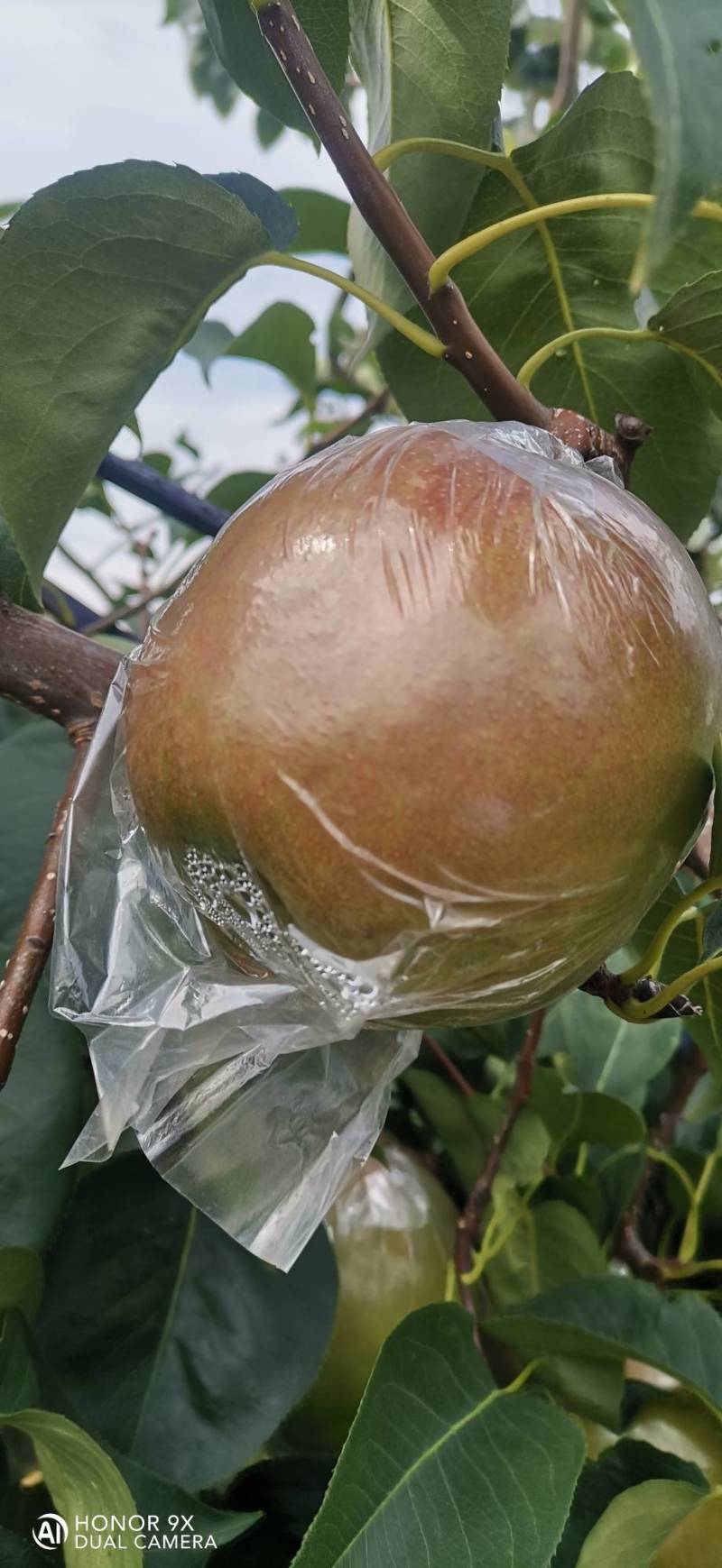 玉露香梨